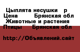 Цыплята несушки 50р › Цена ­ 50 - Брянская обл. Животные и растения » Птицы   . Брянская обл.